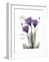 Purple Gentian Hope-Albert Koetsier-Framed Premium Giclee Print