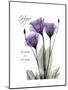 Purple Gentian Hope-Albert Koetsier-Mounted Premium Giclee Print