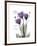 Purple Gentian Hope-Albert Koetsier-Framed Premium Giclee Print