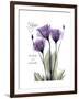 Purple Gentian Hope-Albert Koetsier-Framed Premium Giclee Print