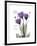 Purple Gentian Hope-Albert Koetsier-Framed Premium Giclee Print