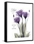 Purple Gentian Hope-Albert Koetsier-Framed Stretched Canvas