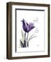 Purple Gentian Love-Albert Koetsier-Framed Premium Giclee Print