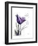 Purple Gentian Love-Albert Koetsier-Framed Premium Giclee Print