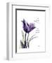 Purple Gentian Love-Albert Koetsier-Framed Premium Giclee Print