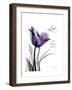 Purple Gentian Love-Albert Koetsier-Framed Premium Giclee Print