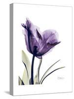 Purple Gentian Solo-Albert Koetsier-Stretched Canvas