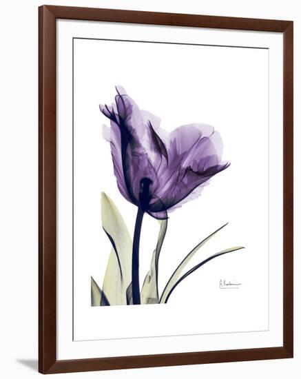 Purple Gentian Solo-Albert Koetsier-Framed Premium Giclee Print