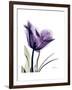 Purple Gentian Solo-Albert Koetsier-Framed Premium Giclee Print