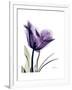 Purple Gentian Solo-Albert Koetsier-Framed Premium Giclee Print