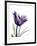 Purple Gentian Solo-Albert Koetsier-Framed Premium Giclee Print