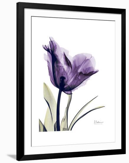 Purple Gentian Solo-Albert Koetsier-Framed Premium Giclee Print