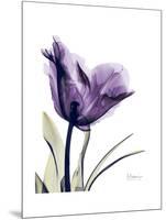 Purple Gentian Solo-Albert Koetsier-Mounted Premium Giclee Print