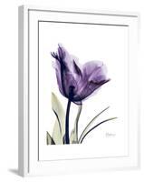 Purple Gentian Solo-Albert Koetsier-Framed Premium Giclee Print