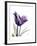 Purple Gentian Solo-Albert Koetsier-Framed Premium Giclee Print