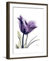 Purple Gentian Solo-Albert Koetsier-Framed Premium Giclee Print