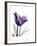 Purple Gentian Solo-Albert Koetsier-Framed Premium Giclee Print