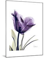 Purple Gentian Solo-Albert Koetsier-Mounted Premium Giclee Print
