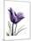 Purple Gentian Solo-Albert Koetsier-Mounted Premium Giclee Print