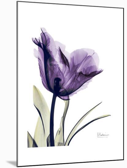 Purple Gentian Solo-Albert Koetsier-Mounted Premium Giclee Print