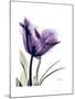 Purple Gentian Solo-Albert Koetsier-Mounted Premium Giclee Print