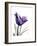 Purple Gentian Solo-Albert Koetsier-Framed Premium Giclee Print