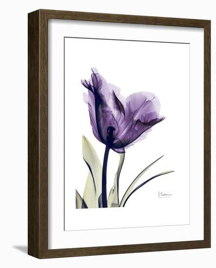 Purple Gentian Solo-Albert Koetsier-Framed Premium Giclee Print