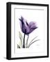 Purple Gentian Solo-Albert Koetsier-Framed Premium Giclee Print