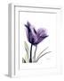 Purple Gentian Solo-Albert Koetsier-Framed Premium Giclee Print