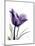 Purple Gentian Solo-Albert Koetsier-Mounted Premium Giclee Print