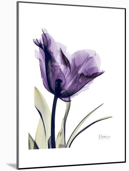 Purple Gentian Solo-Albert Koetsier-Mounted Premium Giclee Print