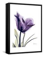 Purple Gentian Solo-Albert Koetsier-Framed Stretched Canvas