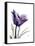 Purple Gentian Solo-Albert Koetsier-Framed Stretched Canvas