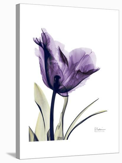 Purple Gentian Solo-Albert Koetsier-Stretched Canvas