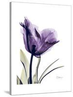 Purple Gentian Solo-Albert Koetsier-Stretched Canvas