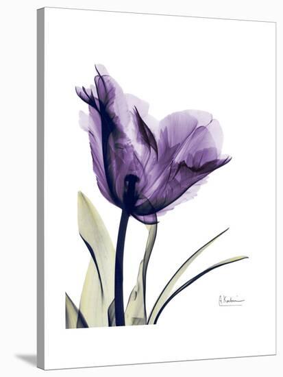 Purple Gentian Solo-Albert Koetsier-Stretched Canvas