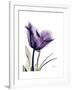 Purple Gentian Solo-Albert Koetsier-Framed Premium Giclee Print