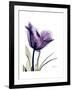 Purple Gentian Solo-Albert Koetsier-Framed Premium Giclee Print