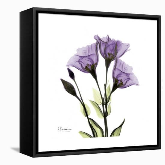 Purple Gentian Square-Albert Koetsier-Framed Stretched Canvas