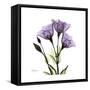 Purple Gentian Square-Albert Koetsier-Framed Stretched Canvas