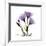 Purple Gentian Square-Albert Koetsier-Framed Premium Giclee Print