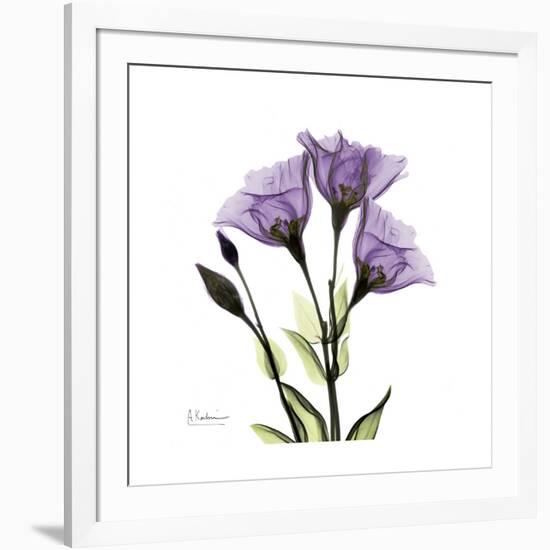 Purple Gentian Square-Albert Koetsier-Framed Premium Giclee Print