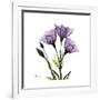 Purple Gentian Square-Albert Koetsier-Framed Premium Giclee Print