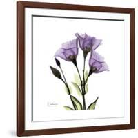 Purple Gentian Square-Albert Koetsier-Framed Premium Giclee Print