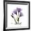 Purple Gentian Square-Albert Koetsier-Framed Premium Giclee Print