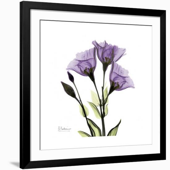 Purple Gentian Square-Albert Koetsier-Framed Premium Giclee Print