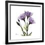 Purple Gentian Square-Albert Koetsier-Framed Premium Giclee Print