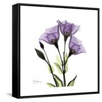 Purple Gentian Square-Albert Koetsier-Framed Stretched Canvas