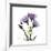 Purple Gentian Square-Albert Koetsier-Framed Premium Giclee Print