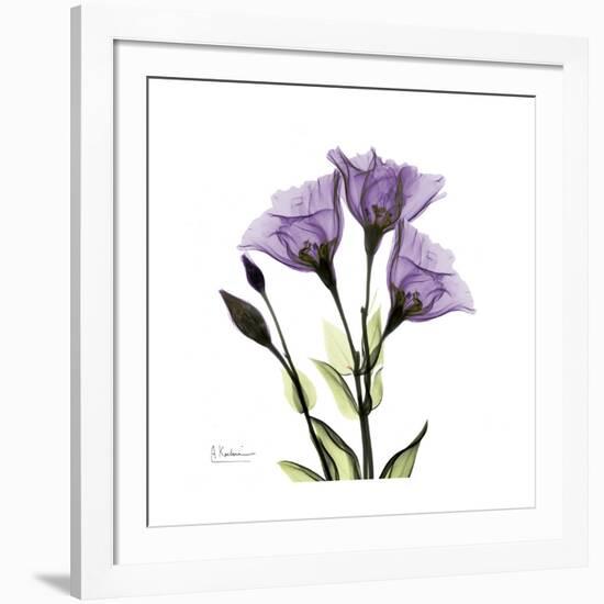 Purple Gentian Square-Albert Koetsier-Framed Premium Giclee Print